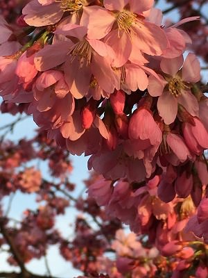 夕日2 夕日2