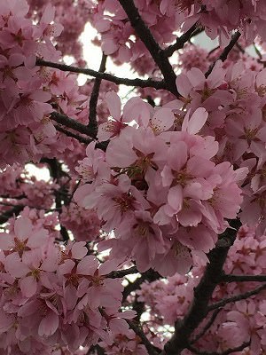 花曇りの中