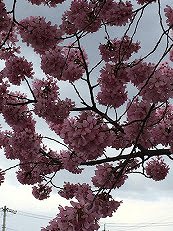花曇りの中2 花曇りの中2